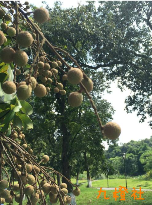 桂圆。.png