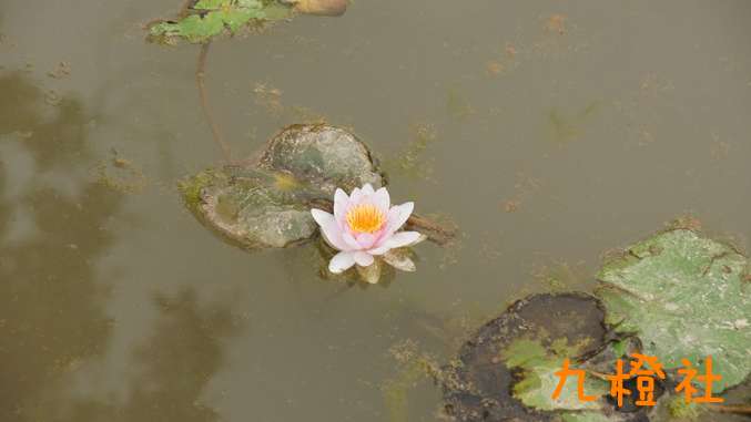 睡莲.png